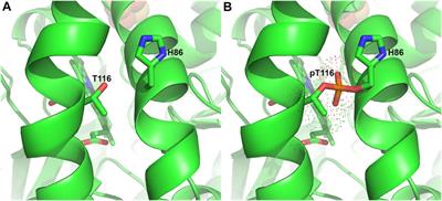 Ferrochelatase: Mapping the Intersection of Iron and Porphyrin Metabolism in the Mitochondria